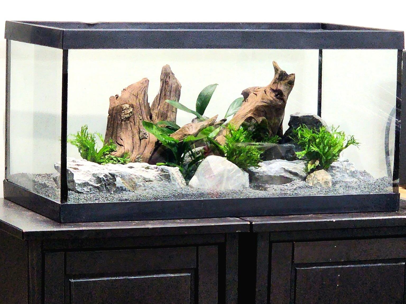Aquarium hardscape with the first green plants placed among stone and driftwood