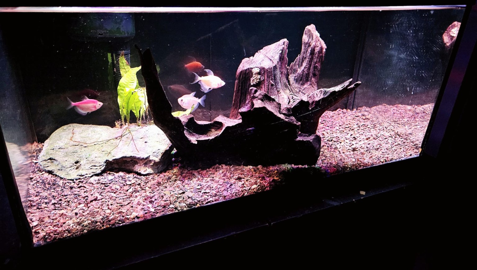 Aquarium with colourful fish swimming around driftwood, stone and a young plant