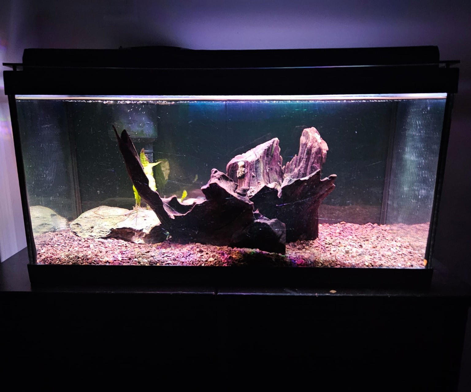 Early completed aquarium habitat with driftwood, stone, substrate and aquarium lighting
