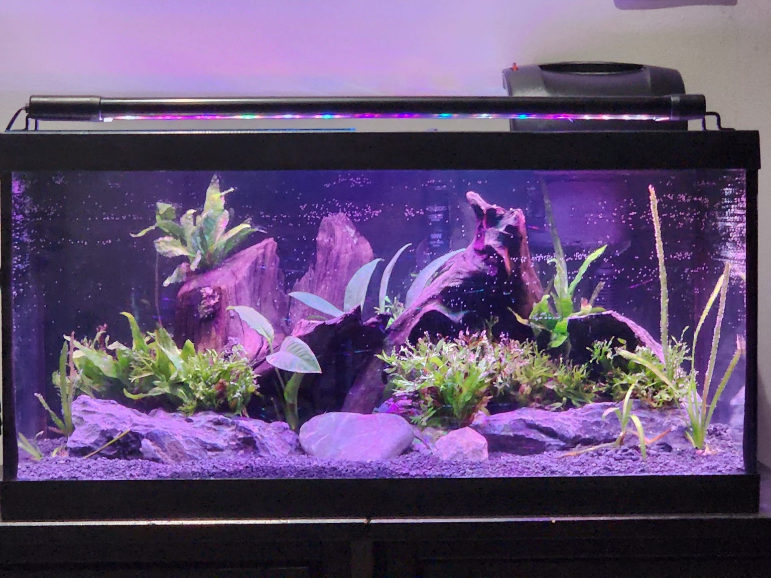 Growing planted aquarium illuminated with purple-toned aquarium lighting