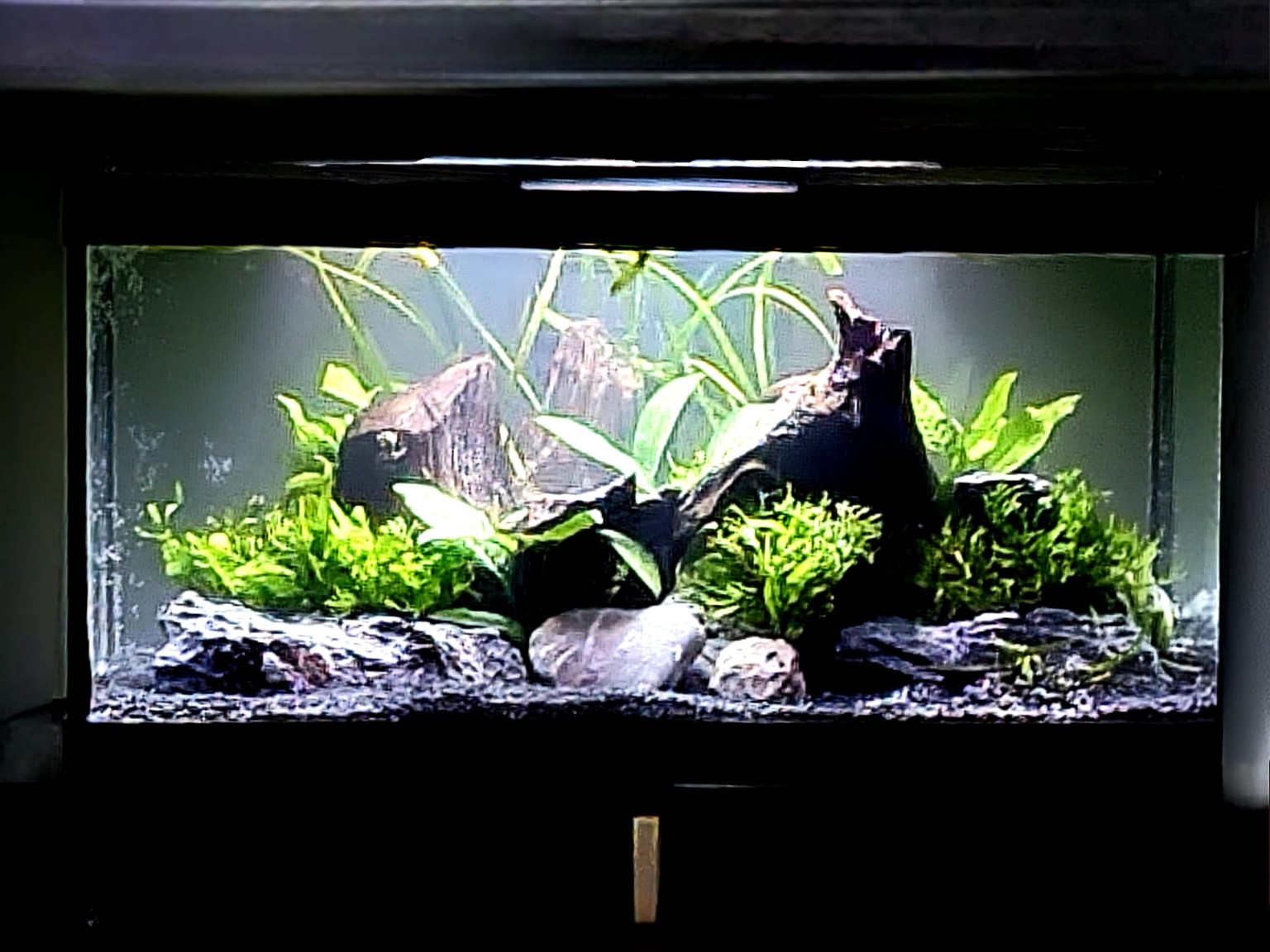 Mature aquascape with dense green plants, driftwood and balanced stones